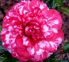 Bobby Fain Variegated Camellia