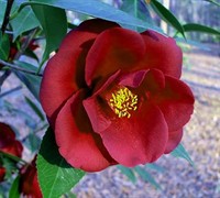 Royal Velvet Camellia Picture
