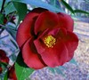 Royal Velvet Camellia