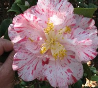 Rebel Yell Camellia Picture