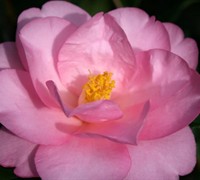 Taylors Pink Perfection Camellia Picture