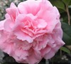 Debutante Camellia Picture