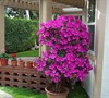 Formosa Azalea