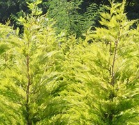 Wyndam Golden Leyland Cypress Picture