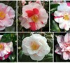 Lady Vansittart Camellia