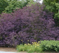 royal purple smoke tree problems