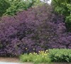 Royal Purple Smoke Tree