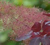 Royal Purple Smoke Tree