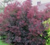 Royal Purple Smoke Tree