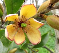 Banana Shrub Picture