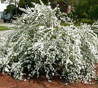 Reeve's Spirea Picture