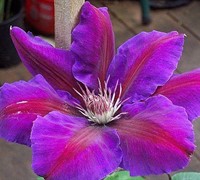 Anna Louise Clematis Picture