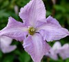 Betty Corning Viticella Clematis