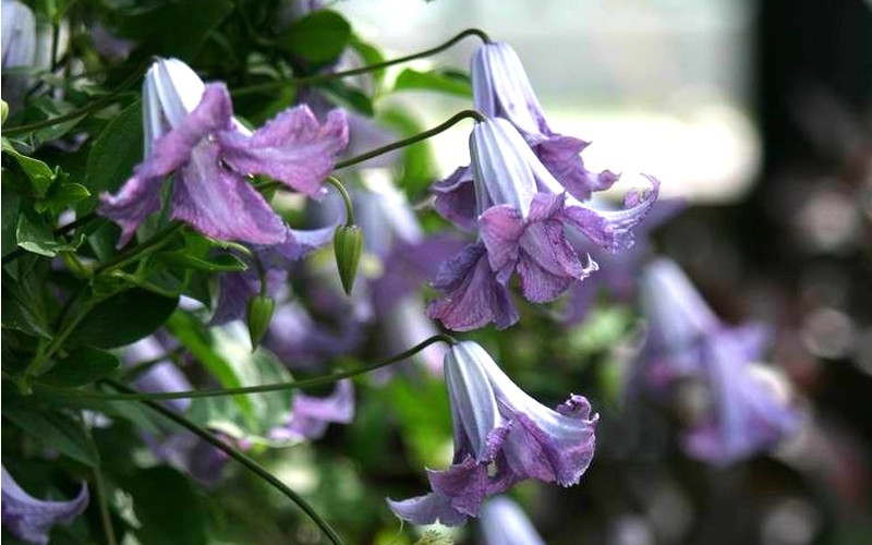 Betty Corning Viticella Clematis Picture