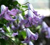 Betty Corning Viticella Clematis