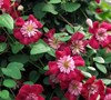 Avante-Garde Clematis