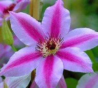 Nelly Moser Clematis Picture