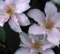 Chantilly Clematis Picture