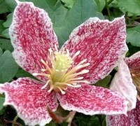 Freckles Clematis Picture