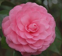 Pink Perfection Camellia Japonica Picture