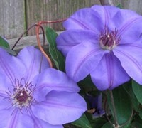 Ramona Clematis Picture