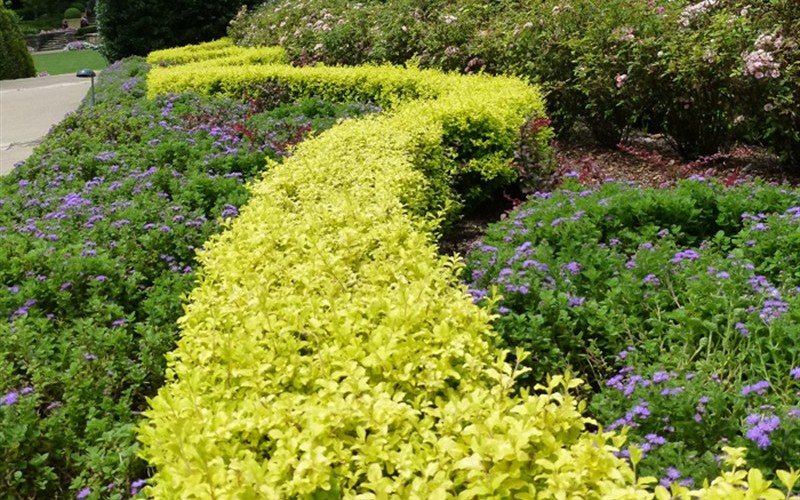 Sunshine Ligustrum Picture