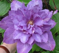 Clematis Vyvyan Pennell Picture