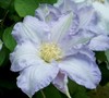 Ice Blue Clematis
