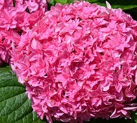 Double Delights Perfection Hydrangea Picture