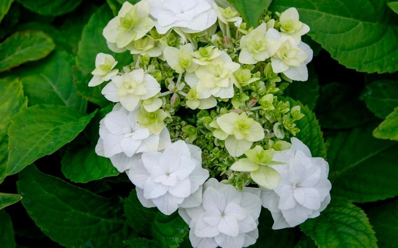 Double Delights Wedding Gown Hydrangea Picture