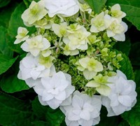 Double Delights Wedding Gown Hydrangea Picture