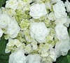 Double Delights Wedding Gown Hydrangea