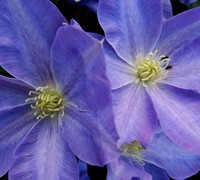 Diana's Delight Clematis Picture