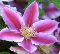 Dr. Ruppel Clematis Picture