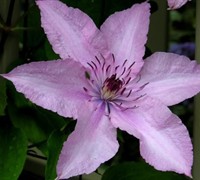 Hagley Hybrid Clematis Picture