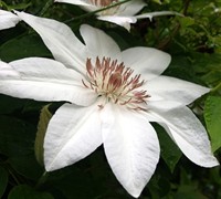 Henryi Clematis Picture