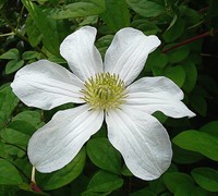 Huldine Clematis Picture