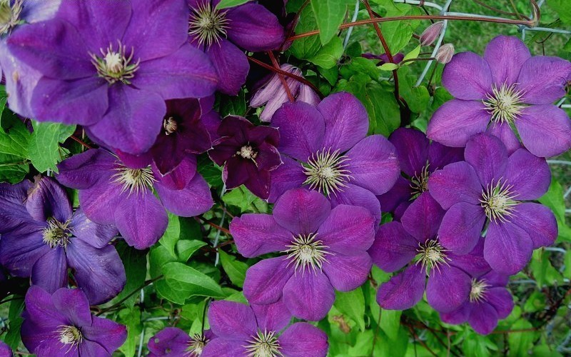 Perrins Pride Clematis Picture