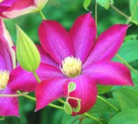 Pink Champagne Clematis Picture
