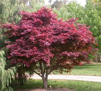 Red Select Japanese Maple Picture