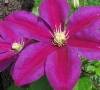 Sunset Clematis Picture