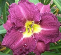 Grape Ripples Daylily Picture