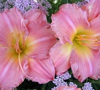 Joylene Nicole Daylily Picture