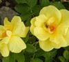 Carefree Sunshine Rose