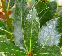 Bay Leaf Picture