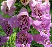 Foxy Mix Foxglove Picture
