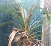Picture about My Transplanted Dwarf Date Palm Is Developing Pale Yellow Leaves