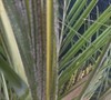 Picture about My Transplanted Dwarf Date Palm Is Developing Pale Yellow Leaves