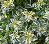 Lemon Zest Abelia