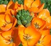 Orange Star Flower